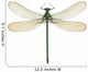 Dragonfly Calopteryx Syriaca Female