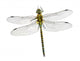 Dragonfly Aeshna Affinis Male