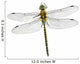 Dragonfly Aeshna Affinis Male