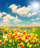Tulip Flowers Field with