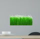 Green Meadow