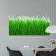 Green Meadow