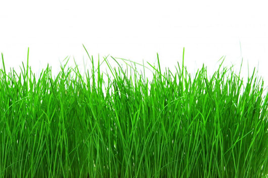 Green Meadow