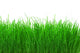 Green Meadow