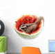 Sugar Glider  Enjoy Eating Watermelon Isolated on White Wall Mural