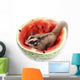 Sugar Glider  Enjoy Eating Watermelon Isolated on White Wall Mural