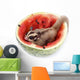 Sugar Glider  Enjoy Eating Watermelon Isolated on White Wall Mural