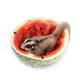 Sugar Glider  Enjoy Eating Watermelon Isolated on White Wall Mural