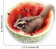 Sugar Glider  Enjoy Eating Watermelon Isolated on White Wall Mural