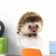 Hedgehog Isolate White