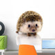 Hedgehog Isolate White
