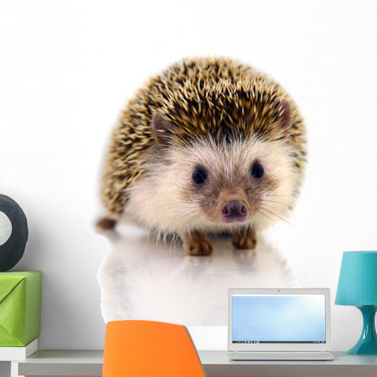Hedgehog Isolate White