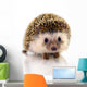 Hedgehog Isolate White