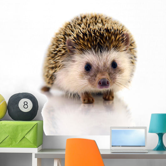 Hedgehog Isolate White