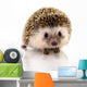 Hedgehog Isolate White