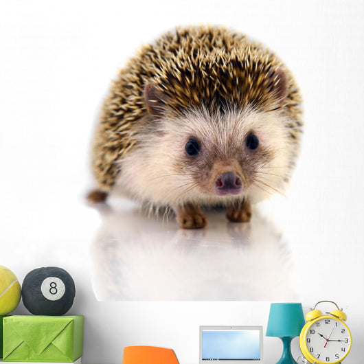 Hedgehog Isolate White