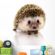 Hedgehog Isolate White