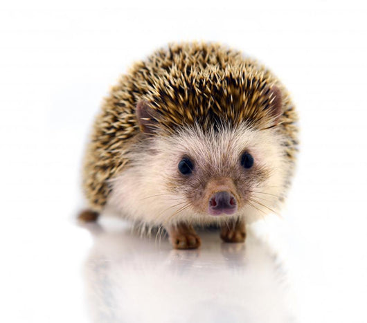 Hedgehog Isolate White