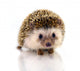 Hedgehog Isolate White