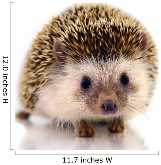 Hedgehog Isolate White