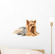 Yorkshire Terrier White
