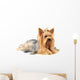 Yorkshire Terrier White