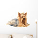Yorkshire Terrier White