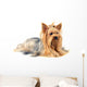 Yorkshire Terrier White