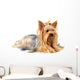 Yorkshire Terrier White