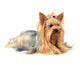 Yorkshire Terrier White