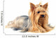 Yorkshire Terrier White
