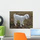 baby goat Wall Mural