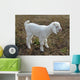baby goat Wall Mural