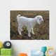 baby goat Wall Mural