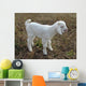 baby goat Wall Mural