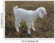 baby goat Wall Mural
