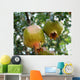 Pomegranate Wall Mural