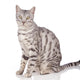Bengal Cat Sits on White Wall Decal
