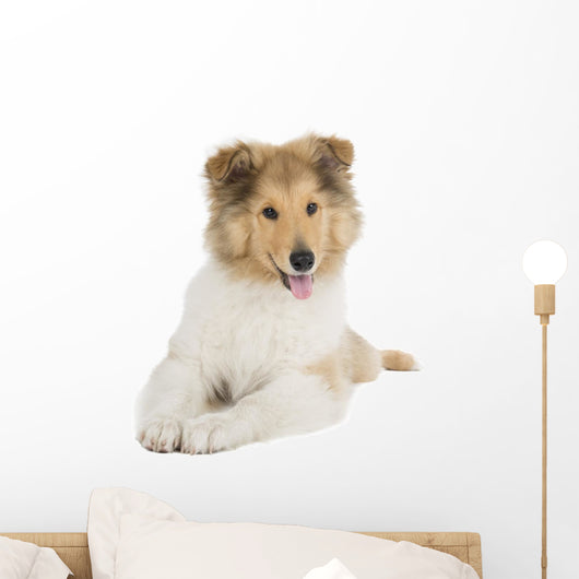 Puppy Collie Wall Decal