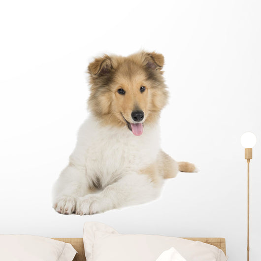 Puppy Collie Wall Decal