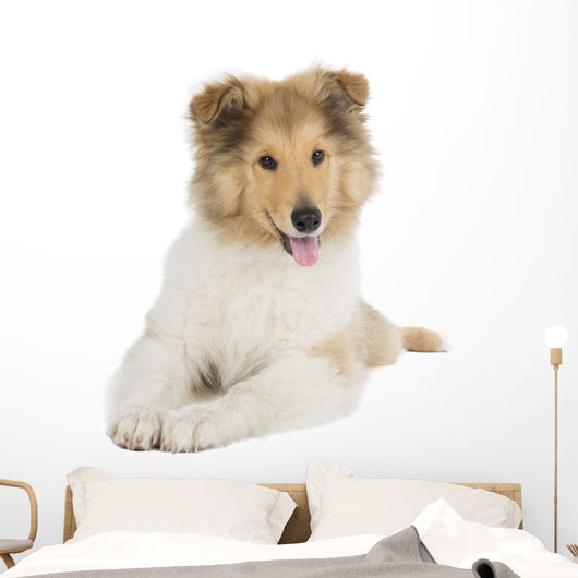 Puppy Collie Wall Decal