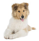 Puppy Collie Wall Decal