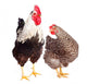 Rooster and Chicken on White Background Wall Decal