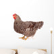 Speckled Chicken with Eggs Wall Decal