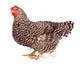Speckled Chicken with Eggs Wall Decal