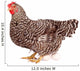 Speckled Chicken with Eggs Wall Decal