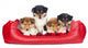 American Collie Welpen im Hundebett Wall Decal