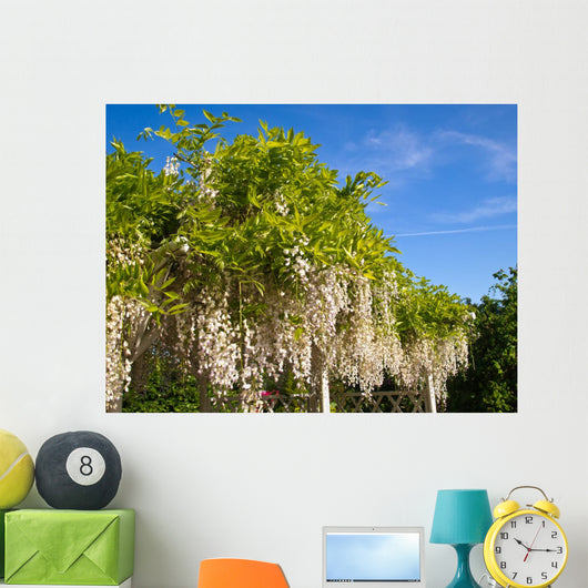 White Wisteria Trellis