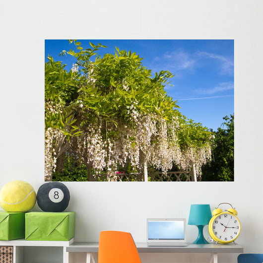 White Wisteria Trellis