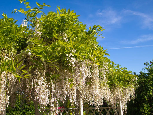 trellis for wisteria plant White Wisteria Trellis – Wallmonkeys